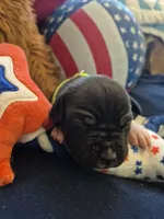 Female a in yellow color , a female American Staffordshire Terrier for sale in Manton, MI – 3 of 4
