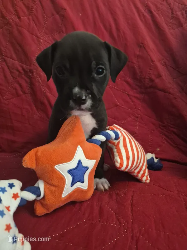 Dark blue collar boy – American Staffordshire Terrier puppy for sale in Manton, MI