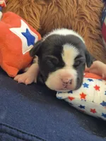 Black and while collar boy, a male American Staffordshire Terrier for sale in Manton, MI – 2 of 3