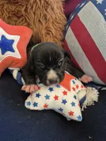 Green collar boy, a male American Staffordshire Terrier for sale in Manton, MI – 2 of 3