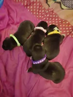 Female a in pink collor , a female American Staffordshire Terrier for sale in Manton, MI – 2 of 3
