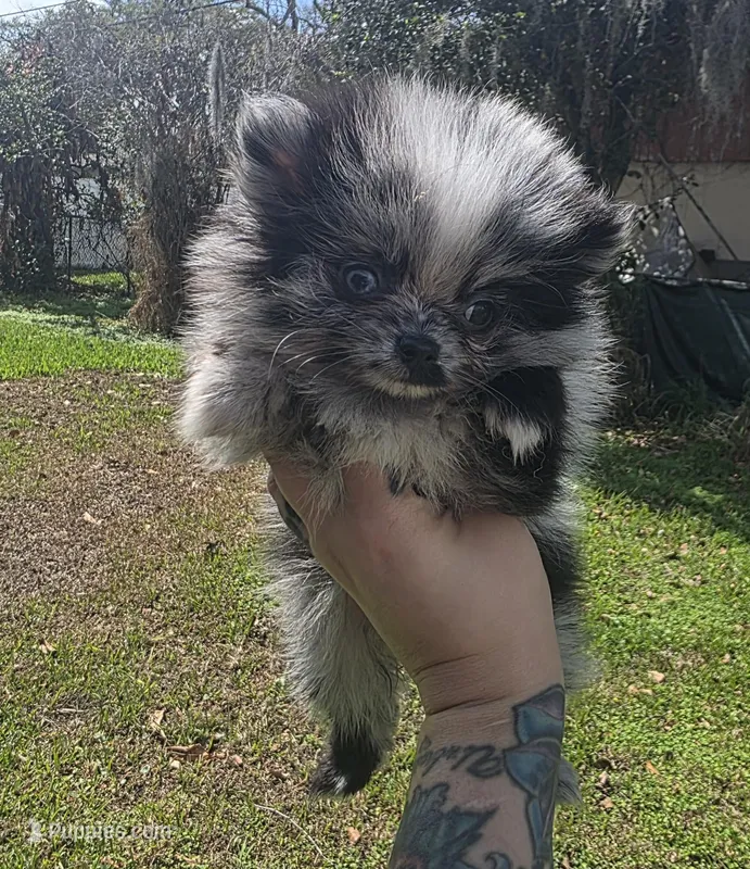 Harley , a female Pomeranian for sale in Lakeland, FL – Photo 1 of 2