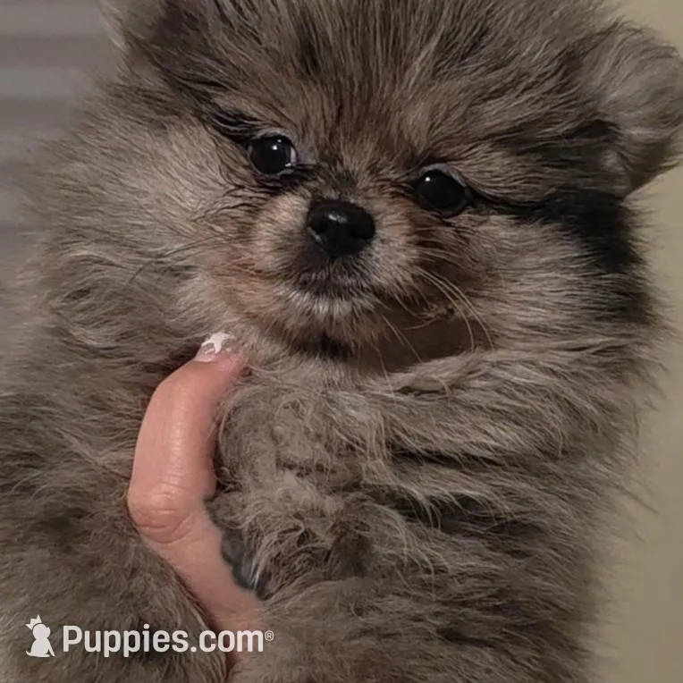 Harley  – Pomeranian puppy for sale in Lakeland, FL