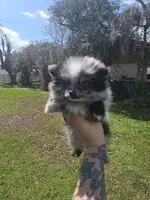 Harley , a female Pomeranian for sale in Lakeland, FL – Photo 2 of 2