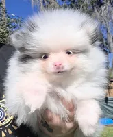 Sadie, a female Pomeranian for sale in Lakeland, FL – Photo 3 of 3