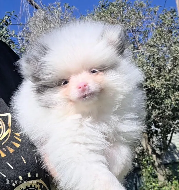 Sadie, a female Pomeranian for sale in Lakeland, FL – Photo 1 of 3