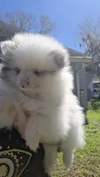 Sadie, a female Pomeranian for sale in Lakeland, FL – Photo 2 of 3