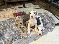 Pink collar , a female Great Dane for sale in New Carlisle, OH – Photo 2 of 3