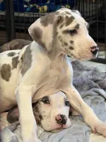 Pink collar , a female Great Dane for sale in New Carlisle, OH – Photo 3 of 3