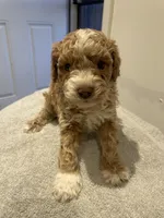 Roxy, a female Poodle - Miniature  for sale in Clementon, NJ – 4 of 4