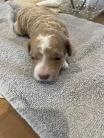 Roxy, a female Poodle - Miniature  for sale in Clementon, NJ – Photo 2 of 4