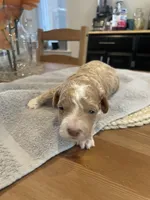 Roxy, a female Poodle - Miniature  for sale in Clementon, NJ – Photo 1 of 4