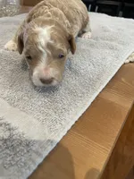 Roxy, a female Poodle - Miniature  for sale in Clementon, NJ – Photo 3 of 4