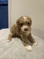 Roxy, a female Poodle - Miniature  for sale in Clementon, NJ – 1 of 4