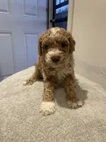 Roxy, a female Poodle - Miniature  for sale in Clementon, NJ – 2 of 4