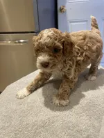 Roxy, a female Poodle - Miniature  for sale in Clementon, NJ – 3 of 4