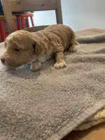 Roxy, a female Poodle - Miniature  for sale in Clementon, NJ – Photo 4 of 4