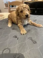 Dustin, a male Poodle - Miniature  for sale in Clementon, NJ – Photo 2 of 2