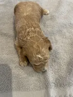 Dustin, a male Poodle - Miniature  for sale in Clementon, NJ – Photo 2 of 3