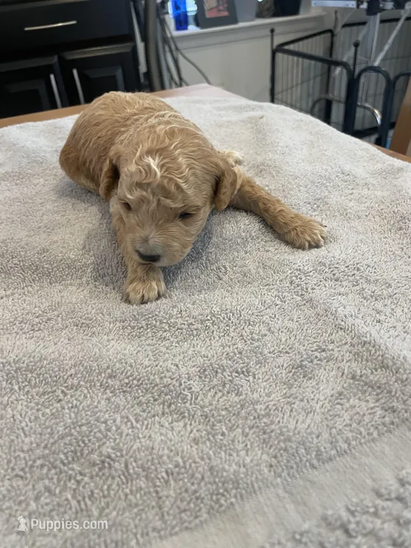 Dustin, a male Poodle - Miniature  for sale in Clementon, NJ – Photo 1 of 3