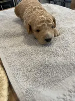 Dustin, a male Poodle - Miniature  for sale in Clementon, NJ – Photo 3 of 3