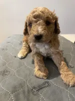 Dustin, a male Poodle - Miniature  for sale in Clementon, NJ – Photo 1 of 2