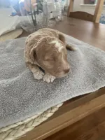 Hannah, a female Poodle - Miniature  for sale in Clementon, NJ – Photo 1 of 4