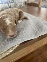 Hannah, a female Poodle - Miniature  for sale in Clementon, NJ – Photo 2 of 4