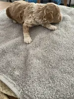 Hannah, a female Poodle - Miniature  for sale in Clementon, NJ – Photo 4 of 4