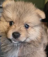 Lex, a male Pomeranian for sale in Clementon, NJ – Photo 2 of 2