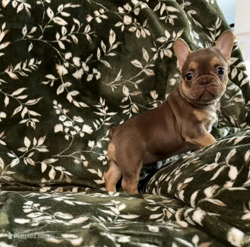 Pumpkin  – French Bulldog puppy for sale in Bridgeville, DE