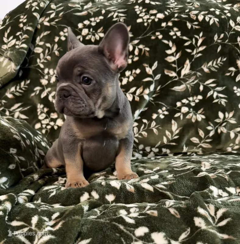 Phil – French Bulldog puppy for sale in Bridgeville, DE