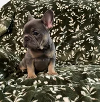 Phil, a male French Bulldog for sale in Bridgeville, DE – 1 of 2