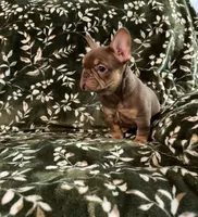 Rex, a male French Bulldog for sale in Bridgeville, DE – 3 of 3