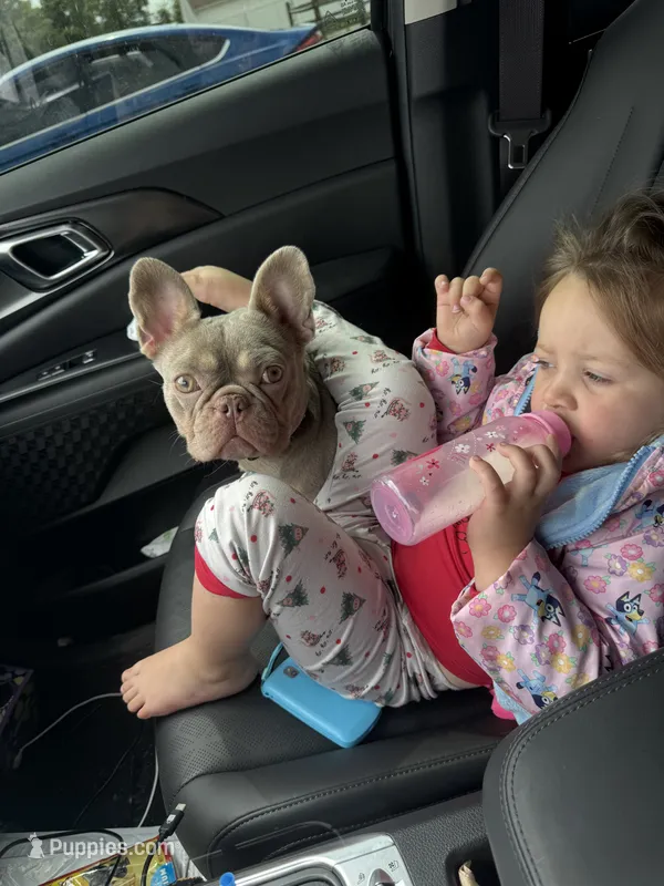 Sophie  – French Bulldog puppy for sale in Bridgeville, DE