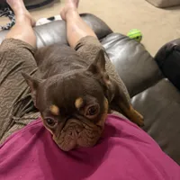 Elizabeth, a female French Bulldog for sale in Bridgeville, DE – Photo 3 of 5