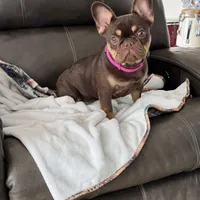 Elizabeth, a female French Bulldog for sale in Bridgeville, DE – Photo 1 of 5