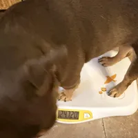 Elizabeth, a female French Bulldog for sale in Bridgeville, DE – Photo 4 of 5