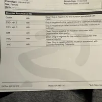 Elizabeth, a female French Bulldog for sale in Bridgeville, DE – Photo 2 of 5