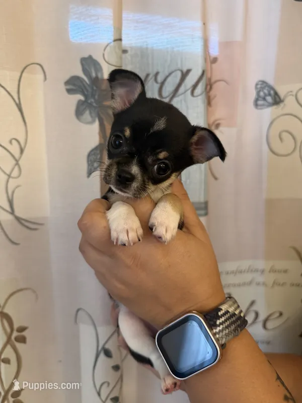Annie – Chihuahua puppy for sale in Bridgeville, DE