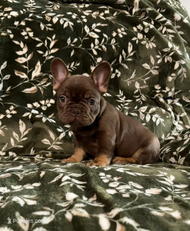 Moose – French Bulldog puppy for sale in Bridgeville, DE