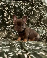 Moose, a male French Bulldog for sale in Bridgeville, DE – 1 of 3