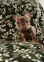Rex, a male French Bulldog for sale in Bridgeville, DE – 2 of 3
