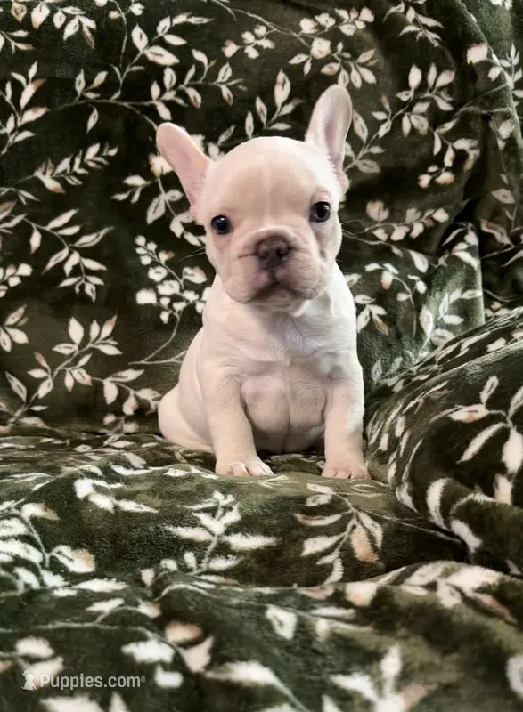 Bella  – French Bulldog puppy for sale in Bridgeville, DE