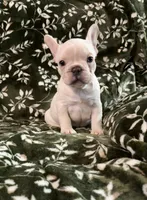 Bella , a female French Bulldog for sale in Bridgeville, DE – 1 of 1