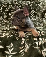 Phil, a male French Bulldog for sale in Bridgeville, DE – 2 of 2