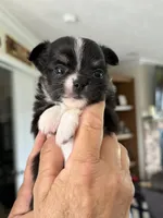 Mable, a female Chihuahua for sale in Bridgeville, DE – 1 of 2
