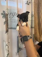 Betty, a female Chihuahua for sale in Bridgeville, DE – 1 of 2
