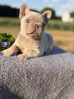 New shade Isabella , a female French Bulldog for sale in Bridgeville, DE – 1 of 4