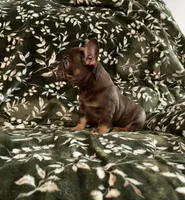 Moose, a male French Bulldog for sale in Bridgeville, DE – 3 of 3